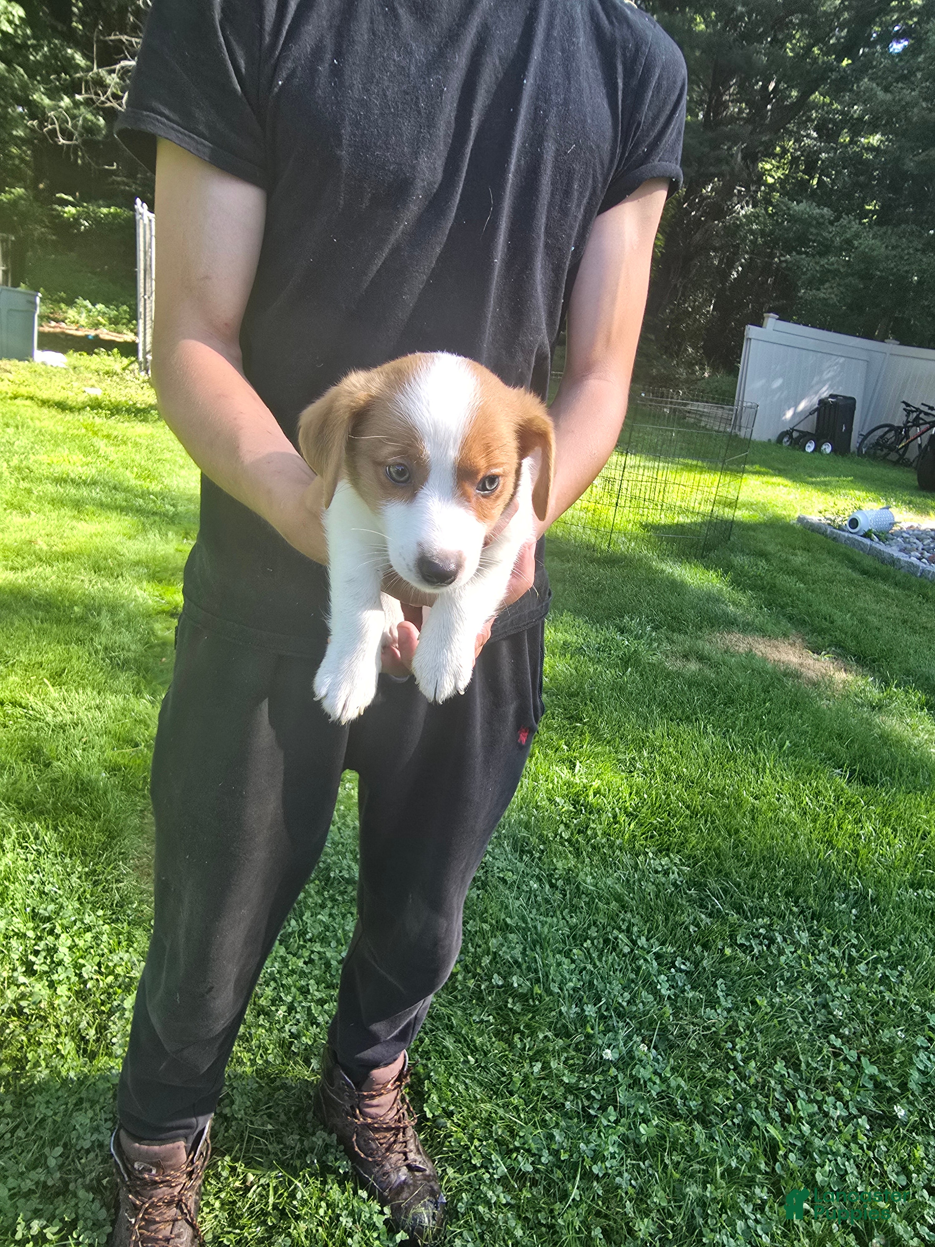 Jack Russell Terrier dogs Jack Russell Terrier 4 - Ad 2