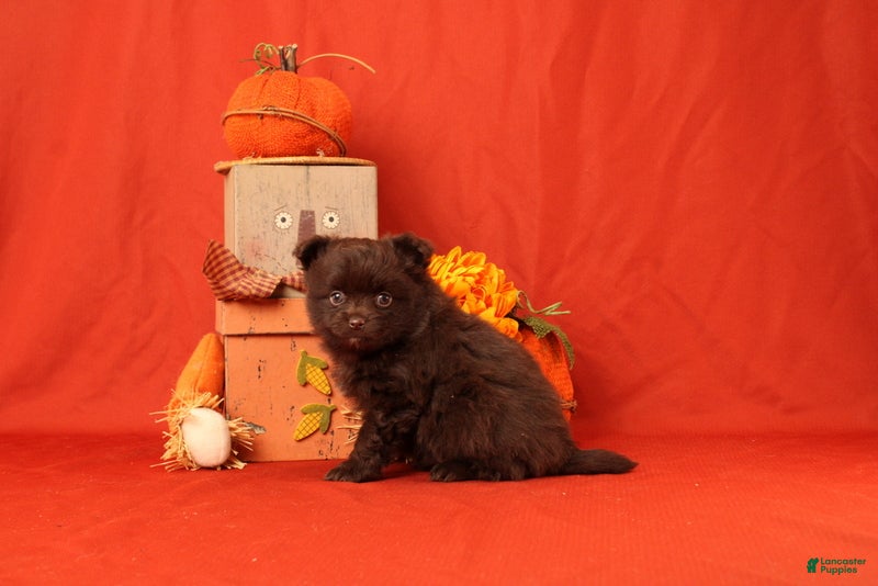 Pomeranian dogs for sale: Jack - Ad 2