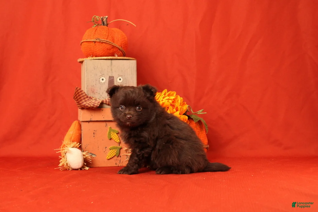 Pomeranian dogs for sale: Jack - Ad 2
