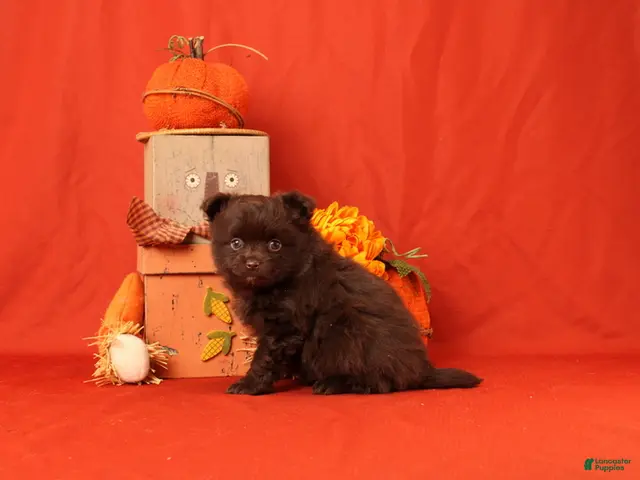 Pomeranian dogs for sale: Jack - Ad 2