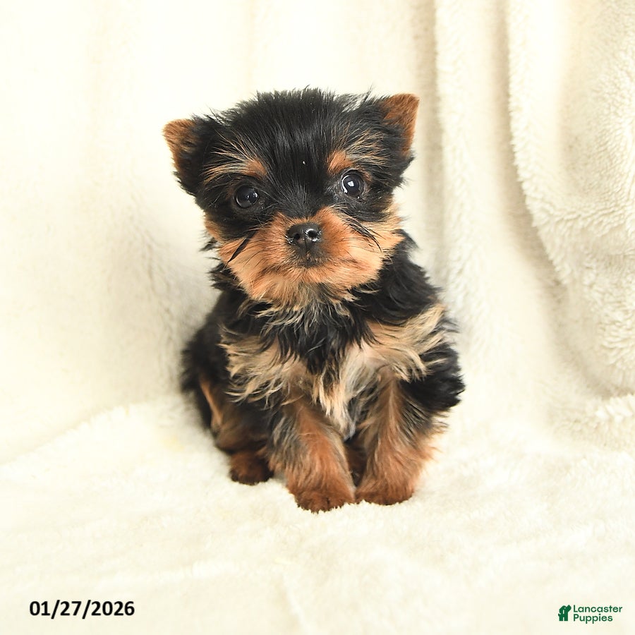 Yorkshire Terrier dogs Tiny Tootsie - Ad 24