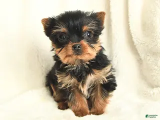 Yorkshire Terrier dogs Tiny Tootsie - Ad 24