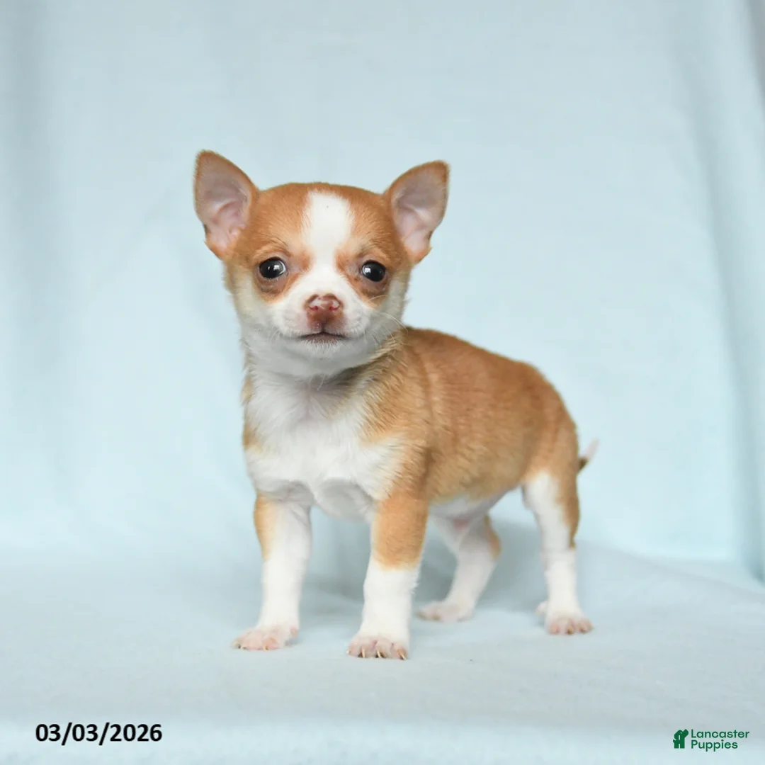 Chihuahua dogs for sale: Otis - Ad 3