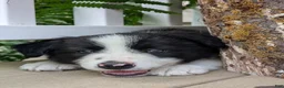 Border Collie dogs for sale: TimeOut - Ad 3