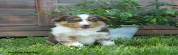 Australian Shepherd dogs for sale: Christopher - Ad 2
