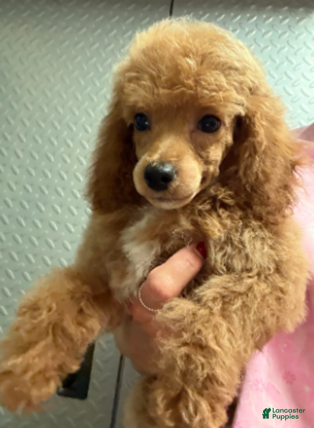 Miniature Poodle dogs for sale: Aurora girl - Ad 3