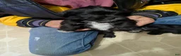 Shih Tzu dogs for sale: Shih Tzu 1 - Ad 1