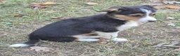 American Corgi dogs for sale: Remi  - Ad 4