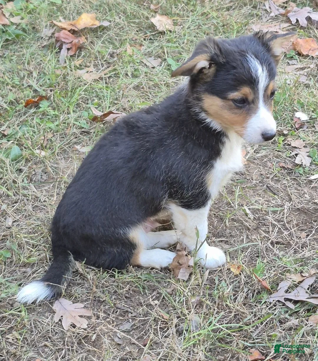 American Corgi dogs for sale: Remi  - Ad 4