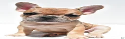 French Bulldog dogs for sale: Bailey - Ad 4