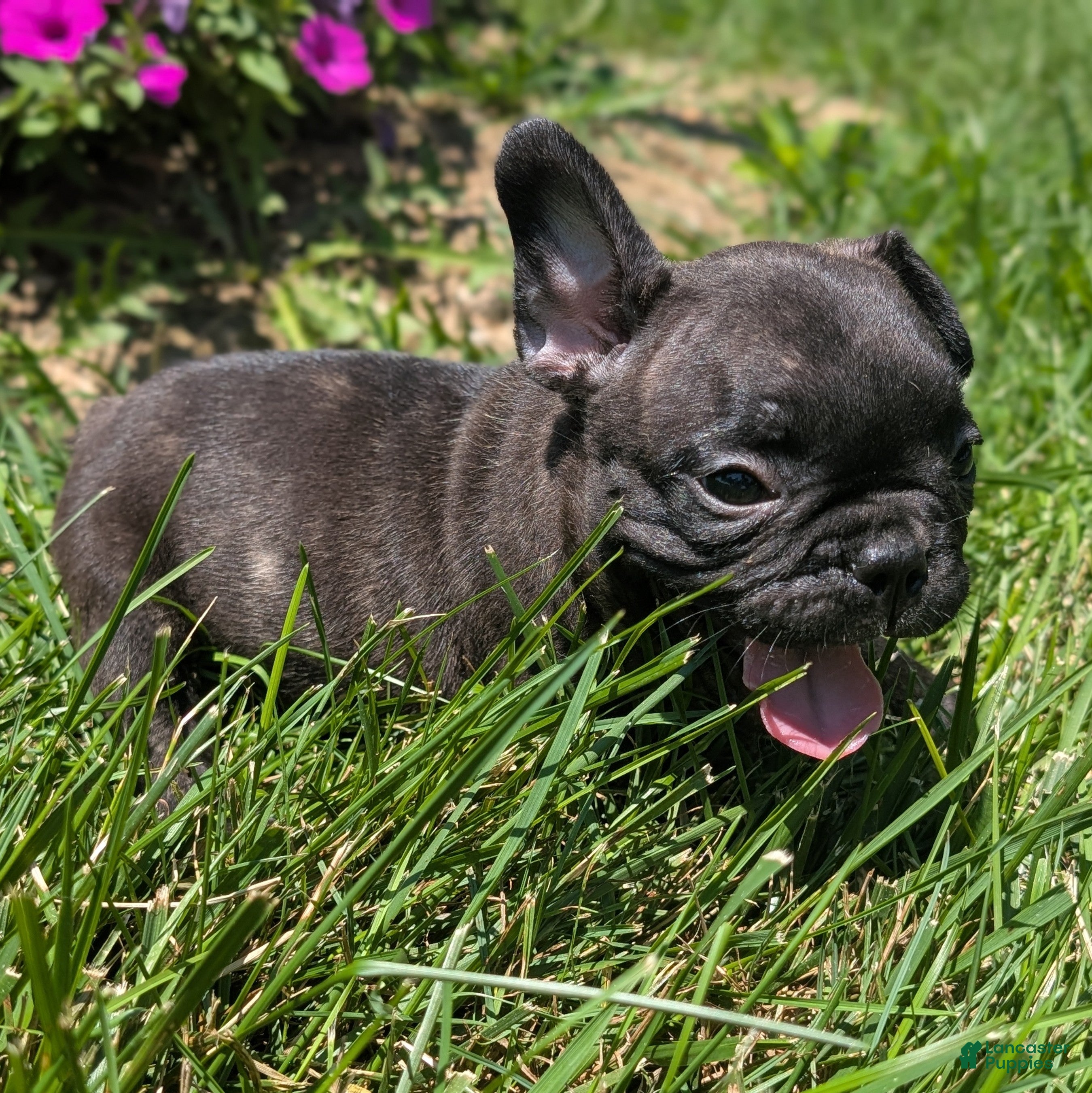 French Bulldog dogs French Toast - Ad 2