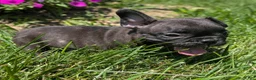 French Bulldog dogs for sale: French Toast - Ad 2