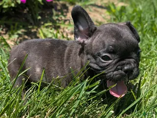 French Bulldog dogs French Toast - Ad 2