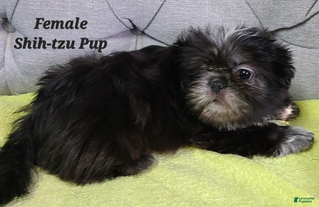 Shih Tzu dogs for sale: Shih Tzu Puppy (Only Girl!) - Ad 2