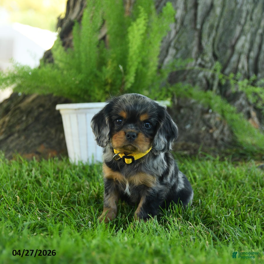 Cavalier King Charles Spaniel dogs Theodore - Ad 1