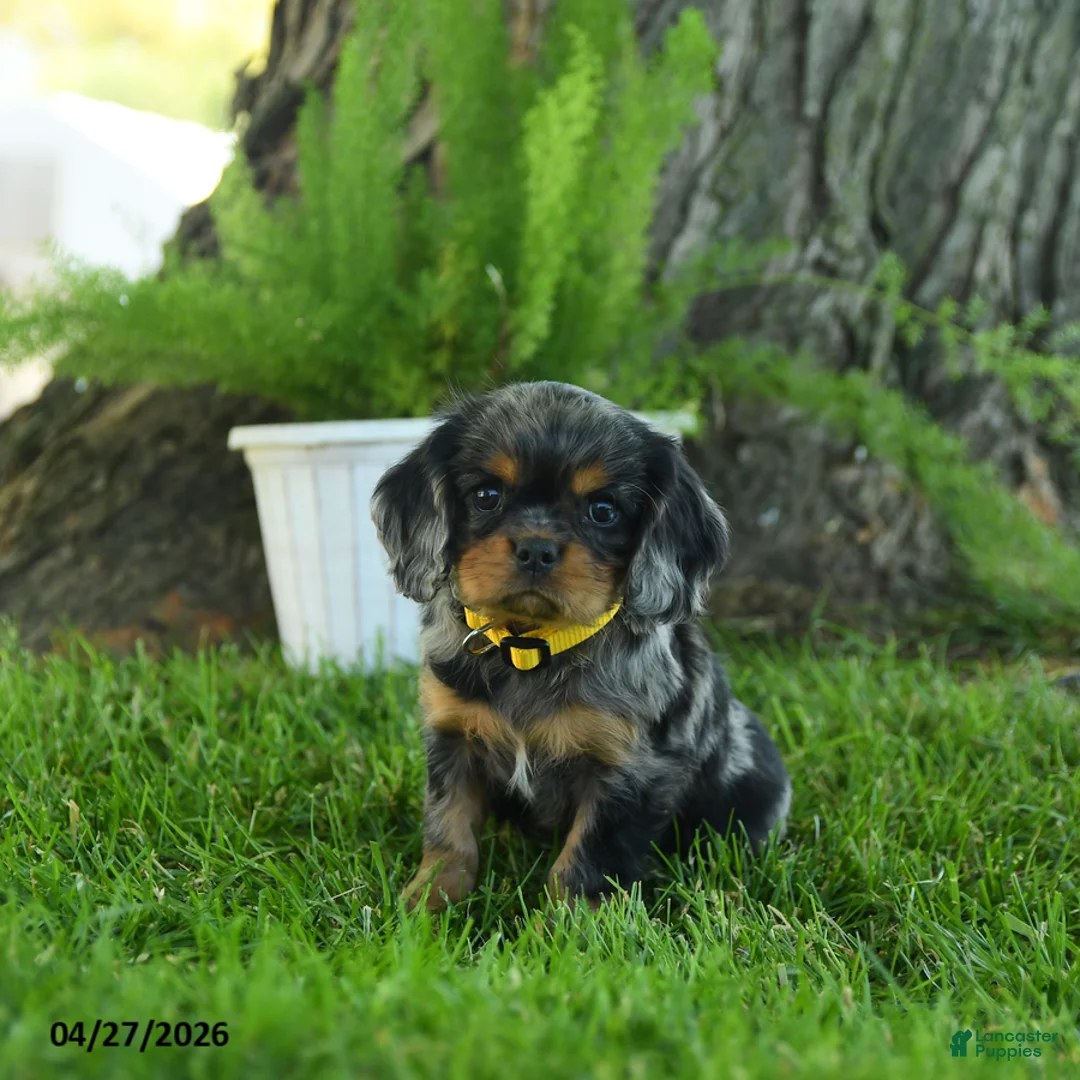 Cavalier King Charles Spaniel dogs for sale: Theodore - Ad 1