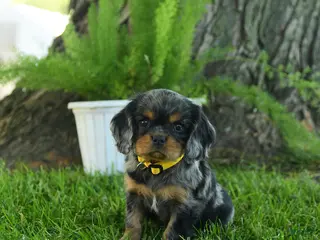 Cavalier King Charles Spaniel dogs for sale: Theodore - Ad 1