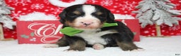 Bernese Mountain Dog dogs for sale: Simba  - Ad 6