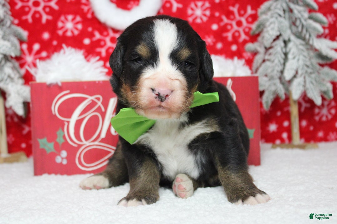 Bernese Mountain Dog dogs for sale: Simba  - Ad 6
