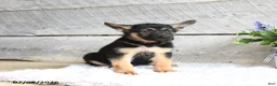 German Shepherd dogs for sale: Echo - Ad 5