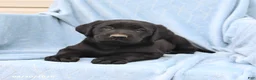 Labrador Retriever dogs for sale: Peter - Ad 2