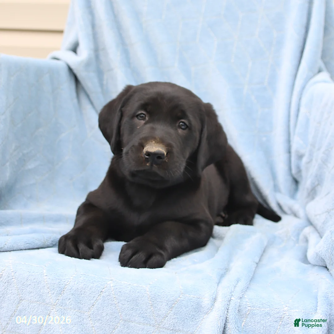 Labrador Retriever dogs for sale: Peter - Ad 2