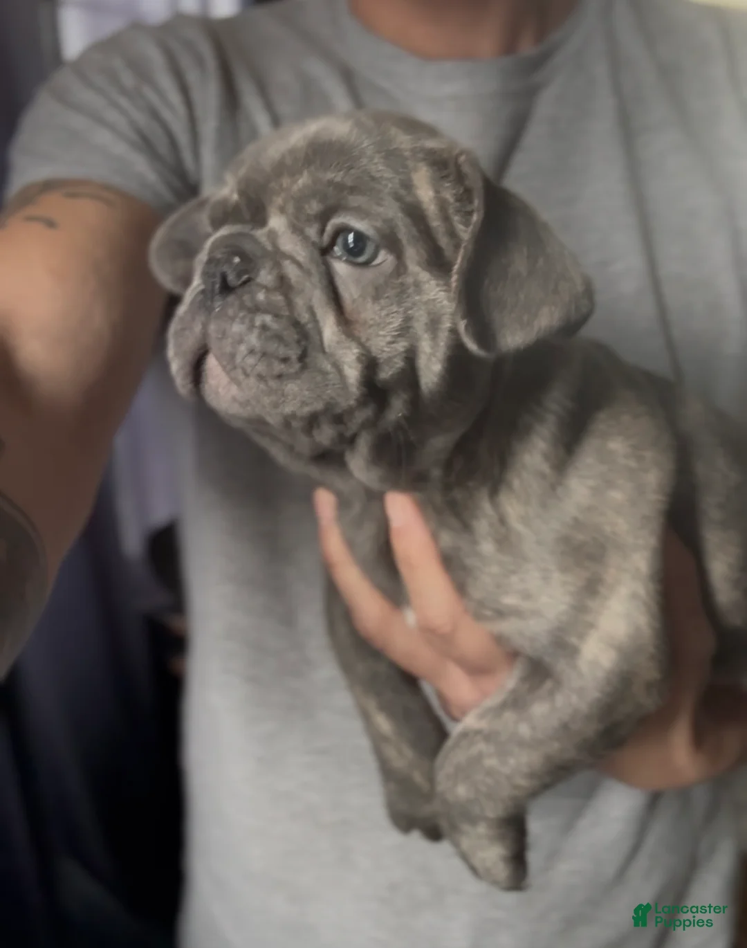 French Bulldog dogs for sale: Brindle - Ad 2