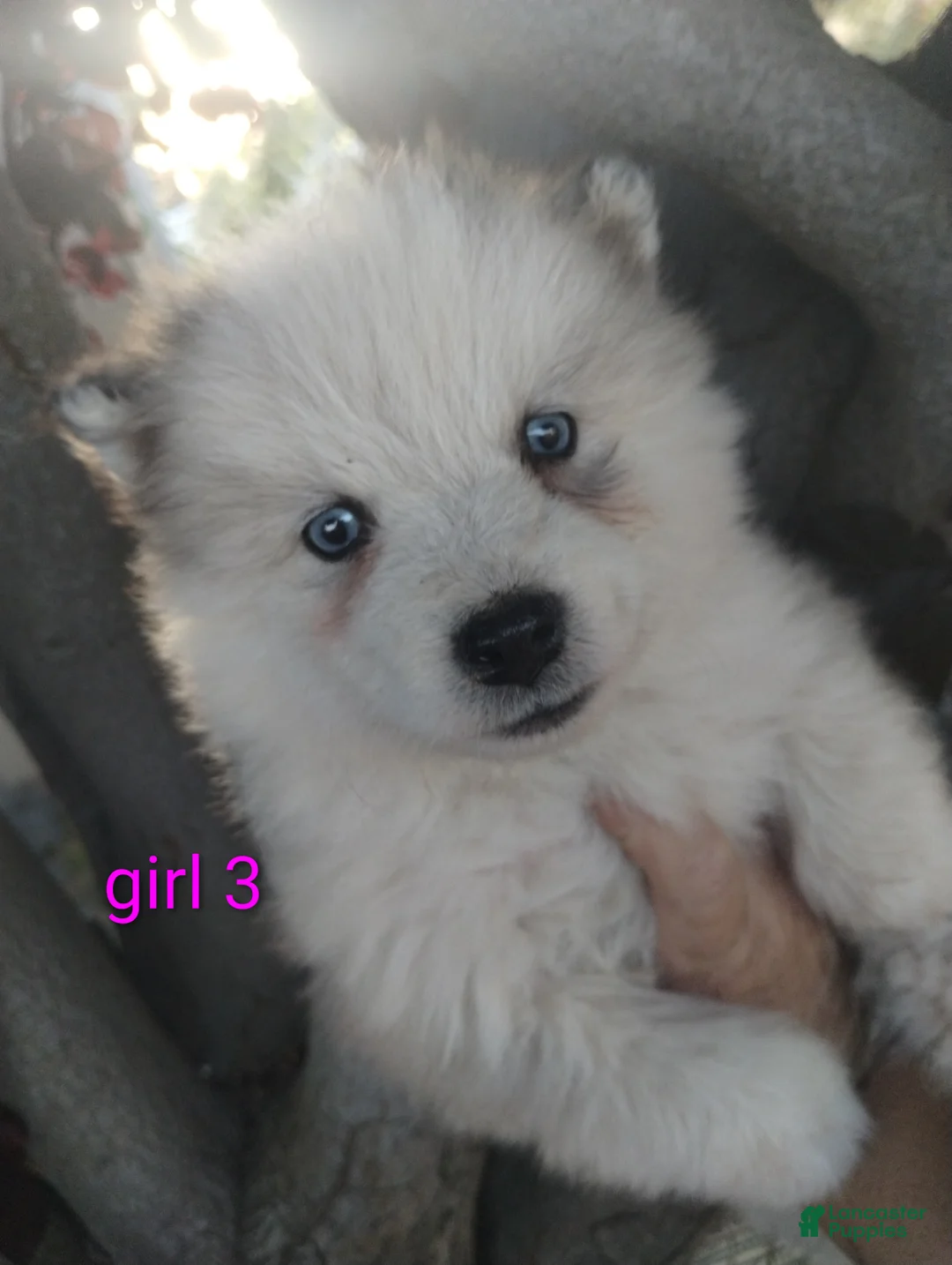 Alaskan Malamute dogs for sale: Girl 3  - Ad 1