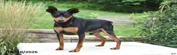 Miniature Pinscher dogs for sale: Bruce - Ad 7