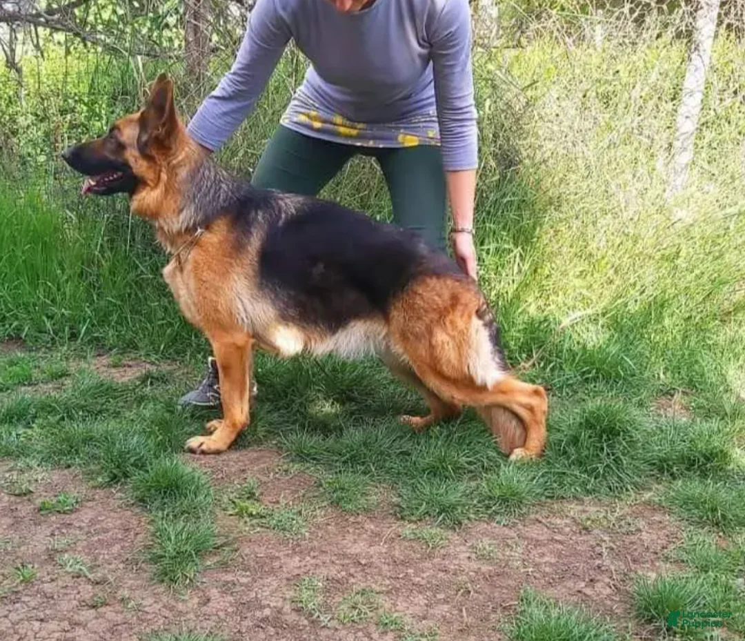 German Shepherd dogs for sale: German Shepherd Puppy 1 - Ad 2