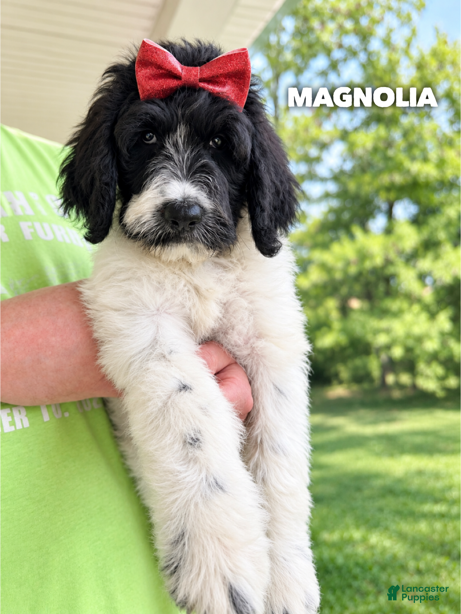 Goldendoodle dogs Magnolia - Standard F1b - Ad 40
