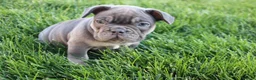 French Bulldog dogs for sale: Lana - Ad 4