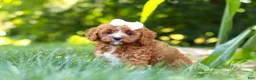 Cavapoo dogs for sale: Sky - Ad 4