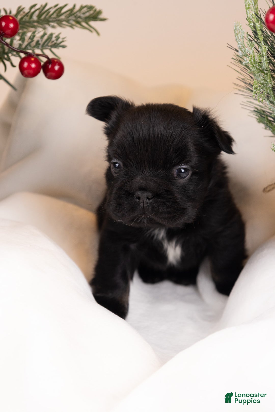French Bulldog dogs for sale: Teddie -Fulffy Big Rope - Ad 4