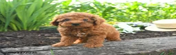 Miniature Poodle dogs for sale: Chloe - Ad 3
