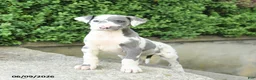 Great Dane dogs for sale: Gracie - Ad 3