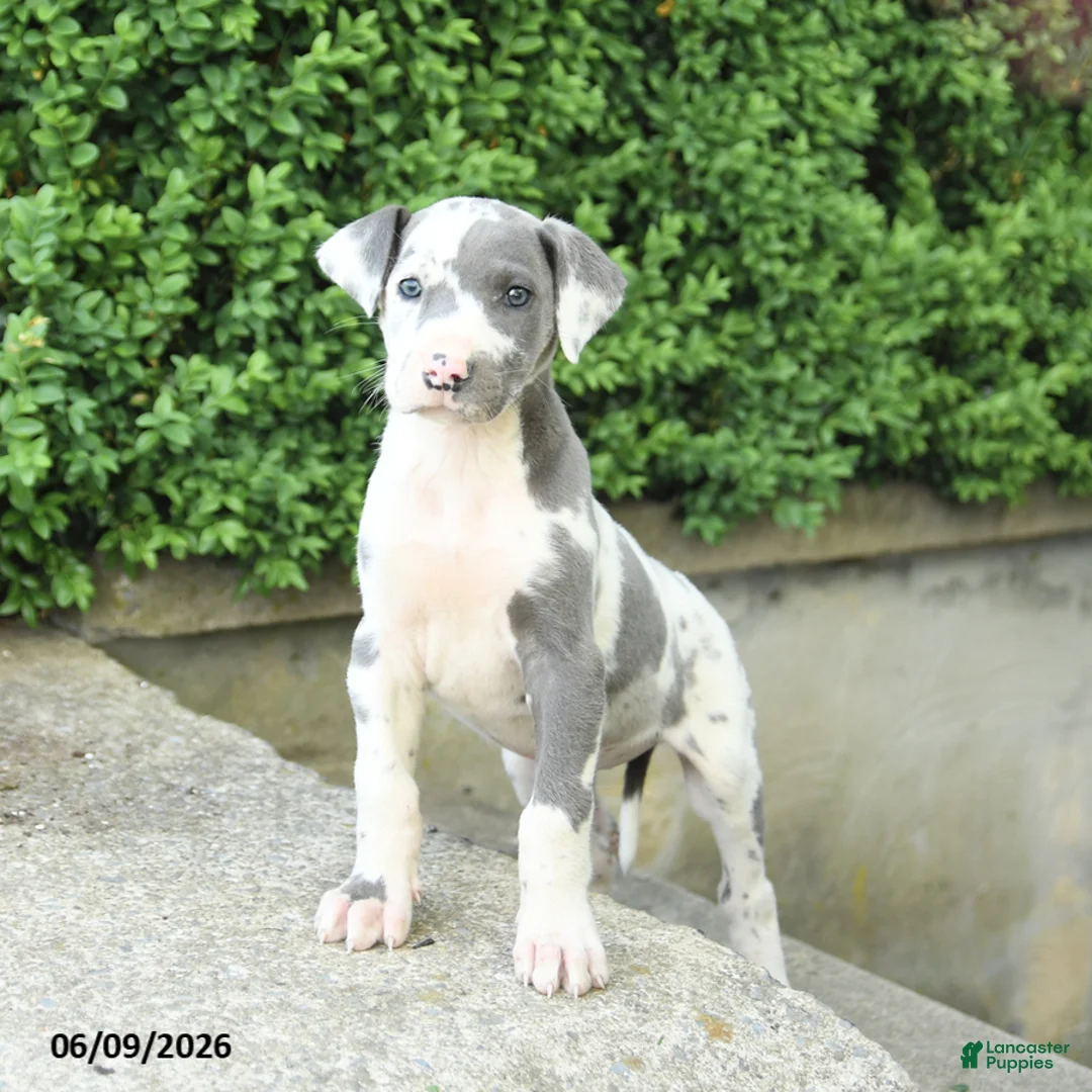 Great Dane dogs for sale: Gracie - Ad 3