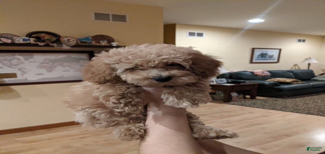 Gallery Image {{count}}