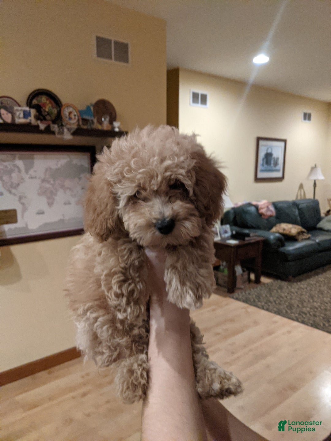 Gallery Image {{count}}