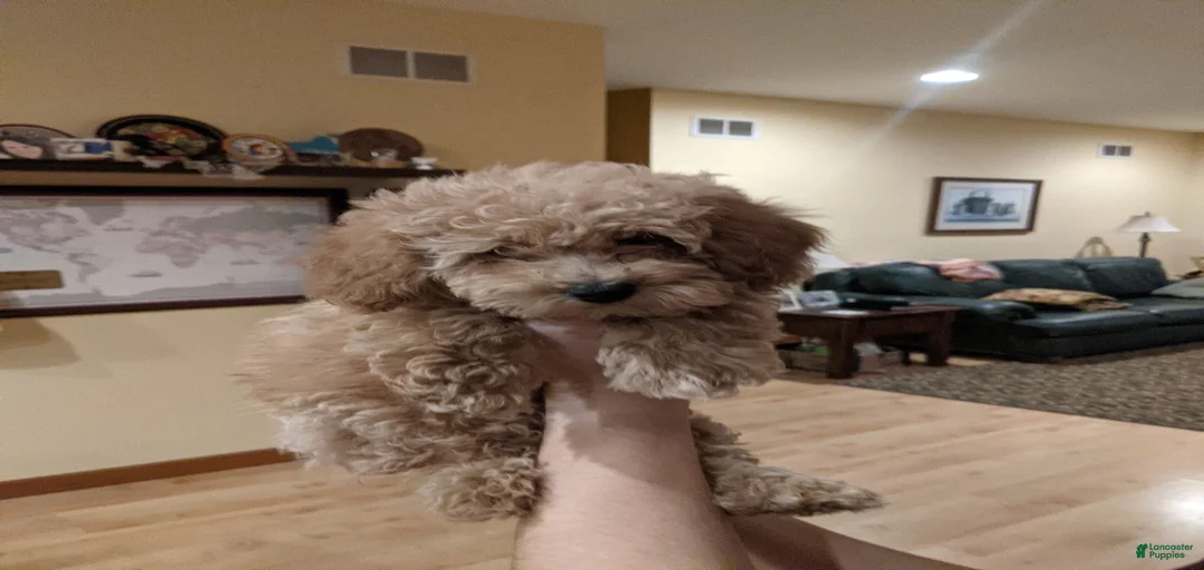 Gallery Image {{count}}