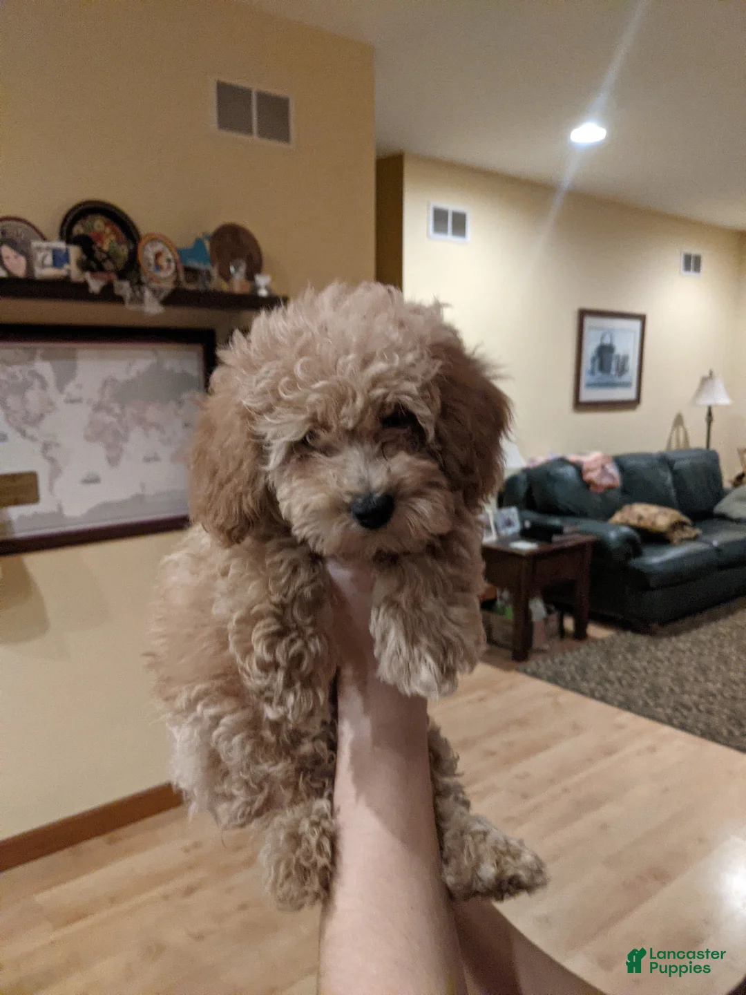 Gallery Image {{count}}