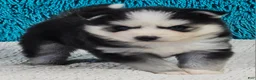 Pomsky dogs for sale: Basil - Ad 1