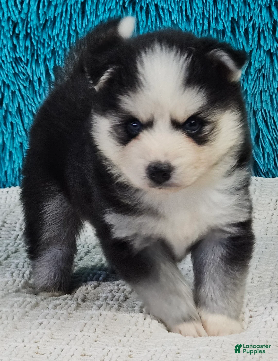 Pomsky dogs for sale: Basil - Ad 1
