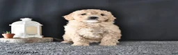 Mini Goldendoodle dogs for sale: Amber - Ad 1