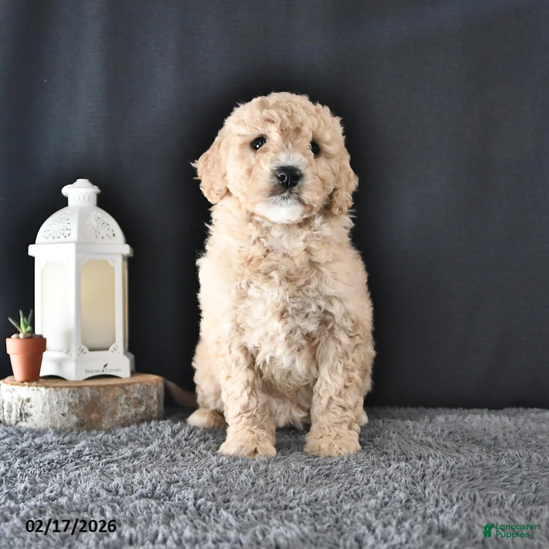 Mini Goldendoodle dogs for sale: Amber - Ad 1