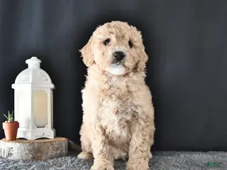 Mini Goldendoodle dogs for sale: Amber - Ad 1
