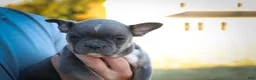 Frenchton dogs for sale: Poppy  - Ad 23