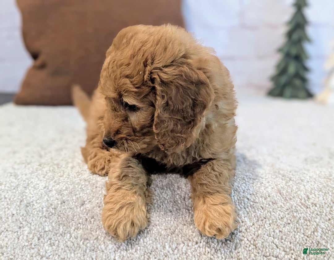Mini Goldendoodle dogs for sale: Theo - Ad 5