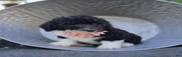 Sheepadoodle dogs for sale: Harper - Ad 3