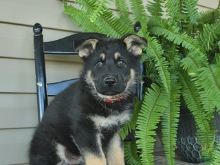 German Shepherd dogs - Ad 14